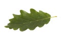 Green oak leaf isolated on white Royalty Free Stock Photo