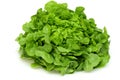 Green oak leaf lettuce