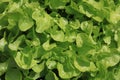 Green Oak Leaf Lettuce on the Field Royalty Free Stock Photo