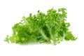 Green oak leaf lettuce isolated on white background Royalty Free Stock Photo