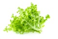 Green oak leaf lettuce isolated on white background Royalty Free Stock Photo