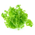 Green oak leaf lettuce isolated on white background Royalty Free Stock Photo