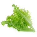 Green oak leaf lettuce isolated on white background Royalty Free Stock Photo
