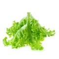 Green oak leaf lettuce isolated on white background Royalty Free Stock Photo