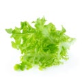 Green oak leaf lettuce isolated on a white background Royalty Free Stock Photo