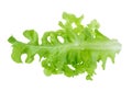 Green oak leaf lettuce isolated on a white background Royalty Free Stock Photo