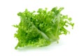 Green oak leaf lettuce isolated on a white background Royalty Free Stock Photo