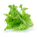 Green oak leaf lettuce isolated on a white background Royalty Free Stock Photo