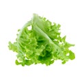 Green oak leaf lettuce isolated on a white background Royalty Free Stock Photo