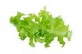 Green oak leaf lettuce isolated on a white background Royalty Free Stock Photo