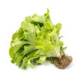 Green Oak leaf Lettuce Lactuca sativa isolated on white background Royalty Free Stock Photo