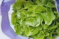 Green Oak Leaf Lettuce Royalty Free Stock Photo
