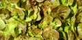 Green oak leaf lettuce salad closeup background. Fresh organic lettuce healthy food. Organic vegan and vegetarian Royalty Free Stock Photo