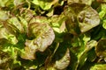 Green oak leaf lettuce salad closeup background. Fresh organic lettuce healthy food. Organic vegan and vegetarian Royalty Free Stock Photo