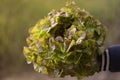 Green oak leaf lettuce salad head closeup on blurred background in hand. Fresh organic lettuce healthy food. Organic Royalty Free Stock Photo