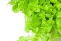 Green oak leaf lettuce on white background Royalty Free Stock Photo