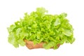 Green oak leaf lettuce in wooden vegetable basket Royalty Free Stock Photo
