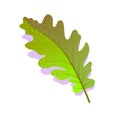 Green oak leaf textured with shadow, isolated on white background. Realistic single nature icon, ecology symbol flat Royalty Free Stock Photo