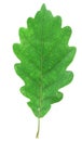 Green oak leaf on white Royalty Free Stock Photo