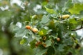 Oak branches with green leafs and many acorns