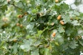 Oak branches with green leafs and many acorns