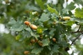 Oak branches with green leafs and many acorns