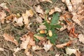 Couple of acorns are laying at the dry oak leafs