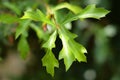 Green Oak Leaves Royalty Free Stock Photo