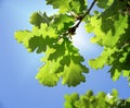 Green oak leaves Royalty Free Stock Photo