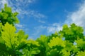 Green oak leaves against the blue sky Royalty Free Stock Photo