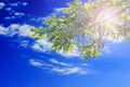 Green oak leaves against blue sky with clouds and sunlight. Copy space Royalty Free Stock Photo