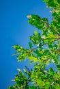 Green oak leaves against the clear blue sky. Branches with small fresh young acorns. Graphic resources, beauty in nature, natural Royalty Free Stock Photo