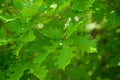 Green oak leaves as background Royalty Free Stock Photo