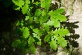 Green oak leaves as background Royalty Free Stock Photo