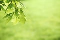 Green oak leaves background. Plant and botany nature texture Royalty Free Stock Photo