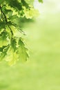 Green oak leaves background. Plant and botany nature texture Royalty Free Stock Photo