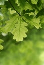 Green oak leaves background. Plant and botany nature texture Royalty Free Stock Photo