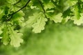 Green oak leaves background. Plant and botany nature texture Royalty Free Stock Photo