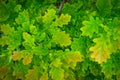 Green oak leaves background. Plant and botany nature texture Royalty Free Stock Photo