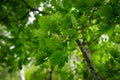 Green oak leaves background. Plant and botany nature texture Royalty Free Stock Photo