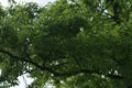 green oak leaves background on a spring day Royalty Free Stock Photo