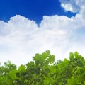 Green oak leaves, blue sky Royalty Free Stock Photo