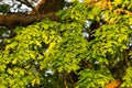 Green oak leaves, bright sun