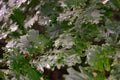 Green oak leaves, humid leaves