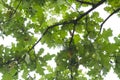 Green oak leaves pattern. Sunlight goes through oak leaves. View through tree branch. Selective focus. Nature background Royalty Free Stock Photo