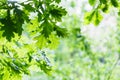 Green oak leaves in summer rainy day Royalty Free Stock Photo