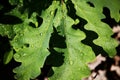Green Oak leaves with water drops. Royalty Free Stock Photo