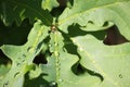 Green Oak leaves with water drops. Royalty Free Stock Photo