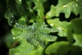 Green Oak leaves with water drops. Royalty Free Stock Photo