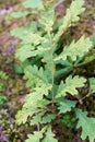 Green oak leaves, a young tree begins to grow in the forest